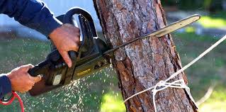 Best Tree Disease Treatment  in Eunice, NM