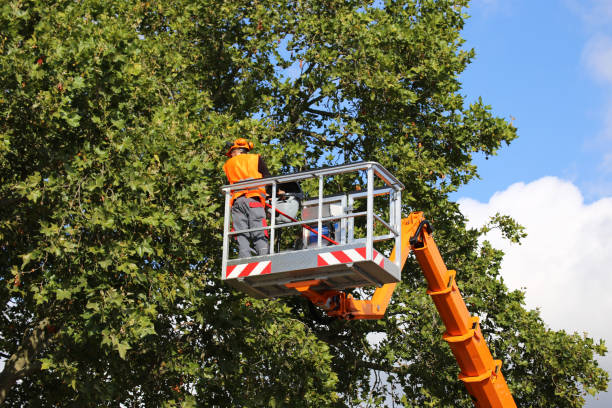 How Our Tree Care Process Works  in  Eunice, NM