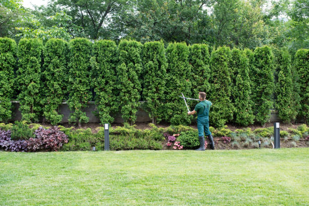 Best Landscape Design and Installation  in Eunice, NM