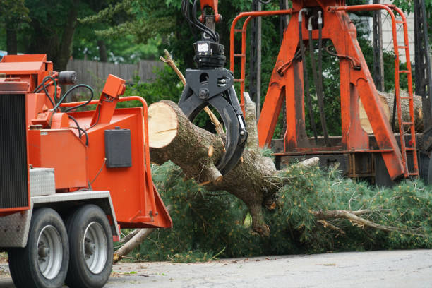 Best Emergency Tree Removal  in Eunice, NM