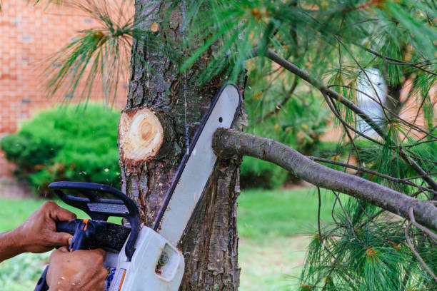 Trusted Eunice, NM Tree Removal Experts